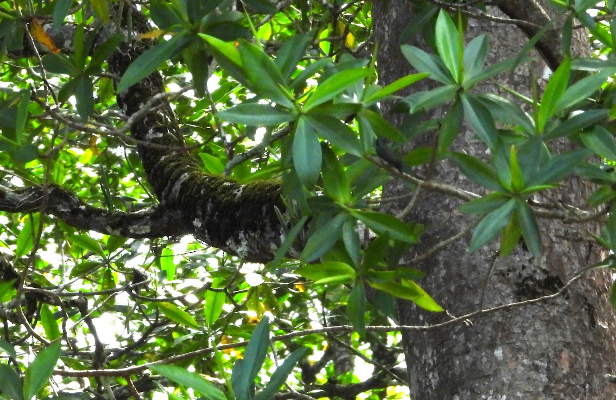 Mangrove Hummingbird - ML612619431