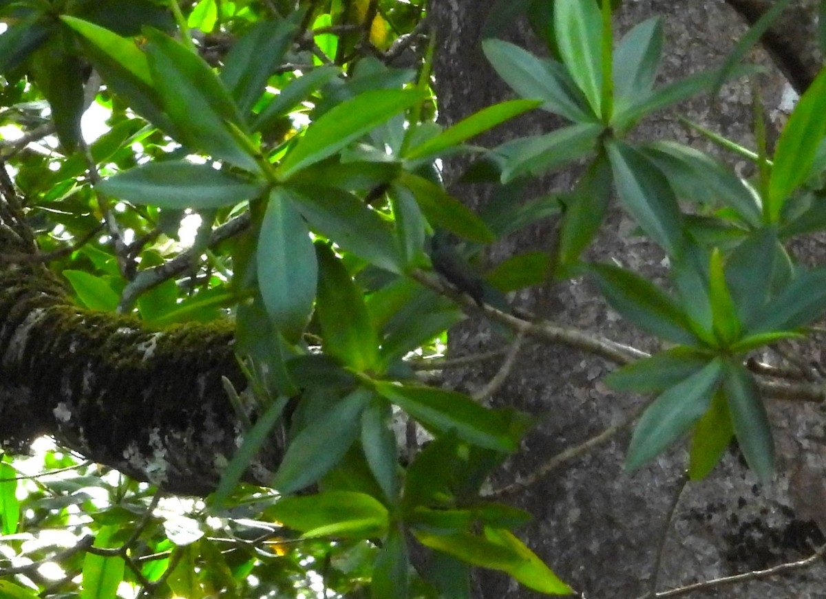 Mangrove Hummingbird - ML612619432