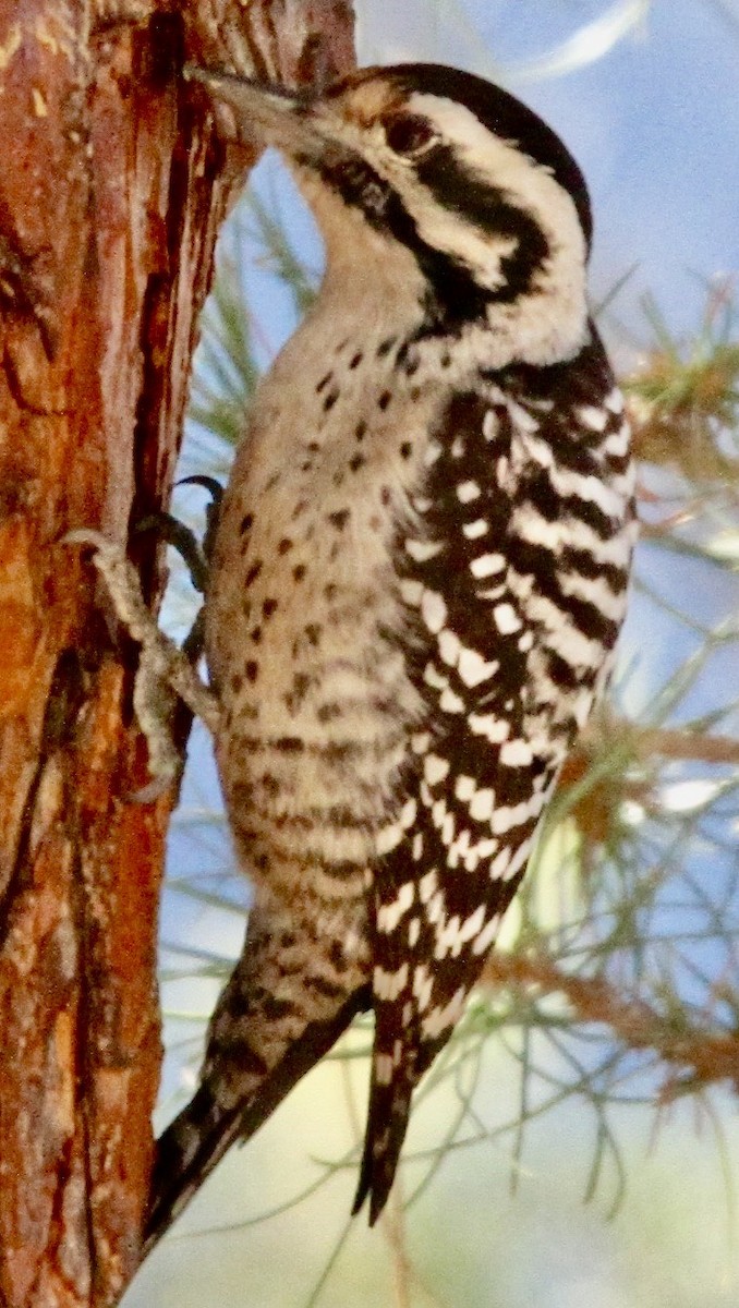 Ladder-backed Woodpecker - ML612619445