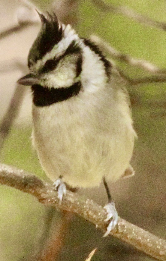 Bridled Titmouse - ML612619448