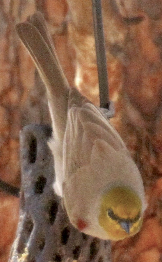 Verdin - ML612619459