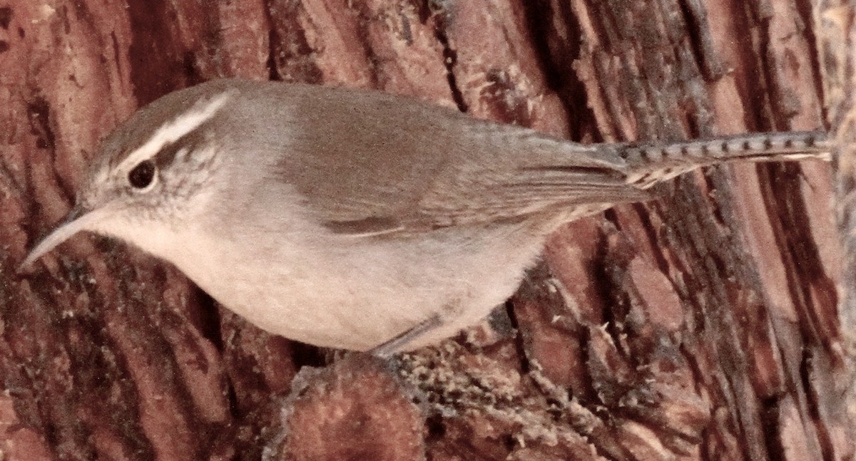 Bewick's Wren - ML612619461