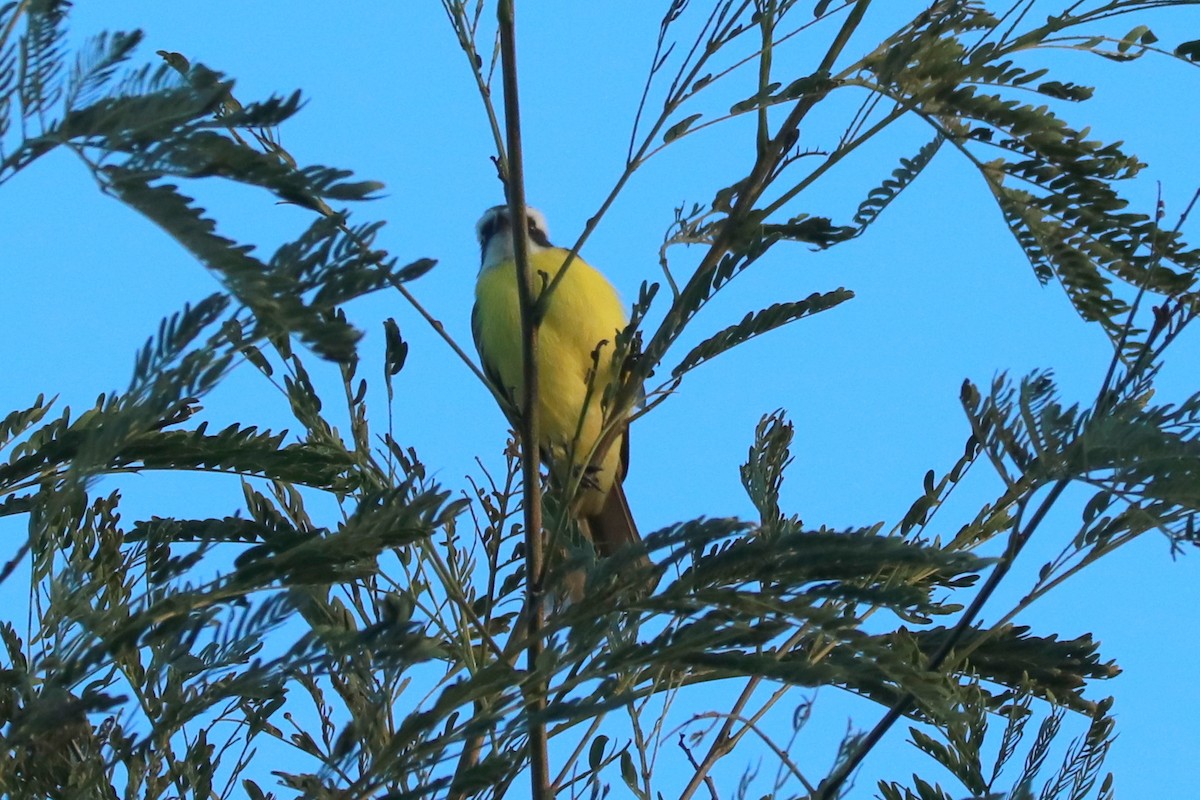 Social Flycatcher - Andrew Core