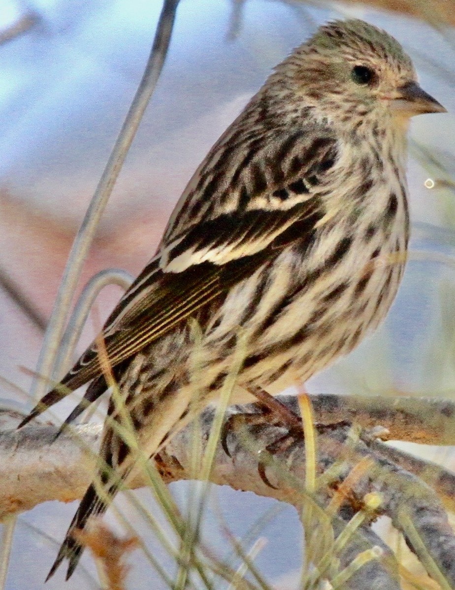 Pine Siskin - ML612619465