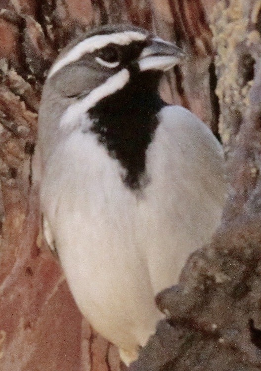 Black-throated Sparrow - ML612619466