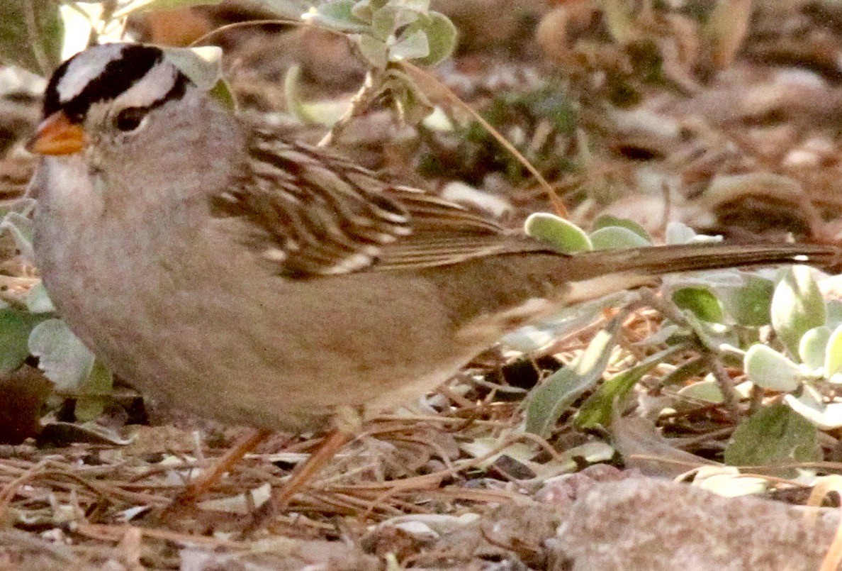White-crowned Sparrow - ML612619476