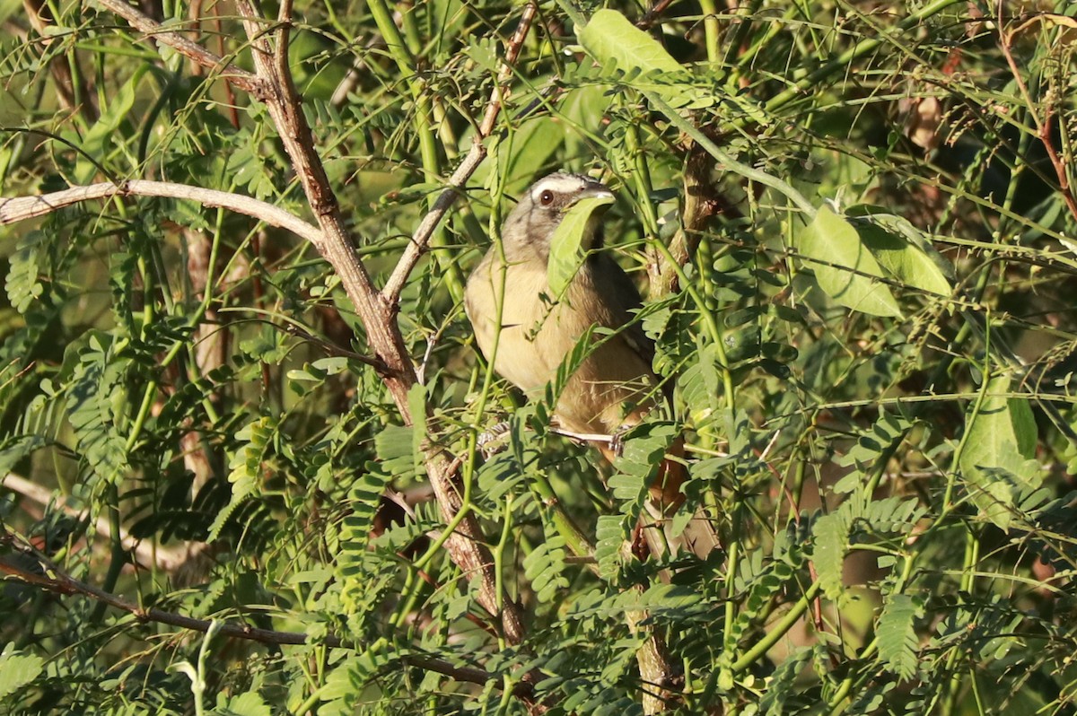 Cinnamon-bellied Saltator - ML612619478