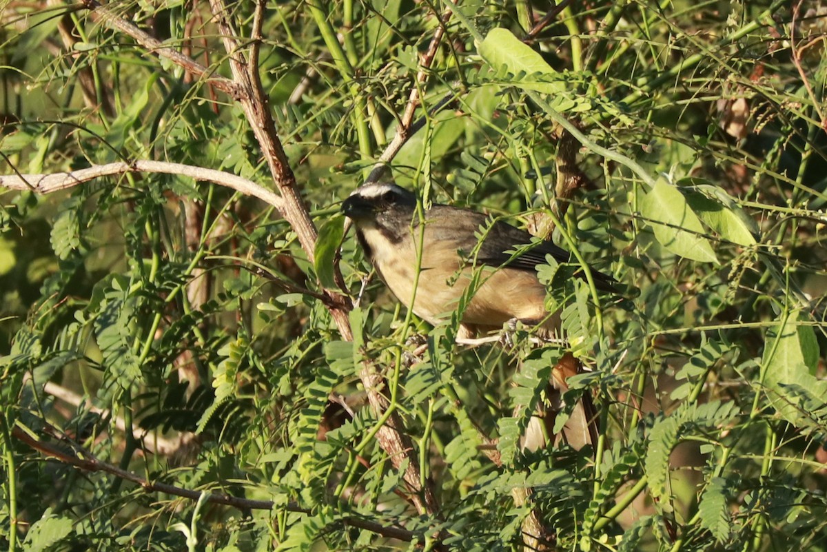 Cinnamon-bellied Saltator - ML612619479