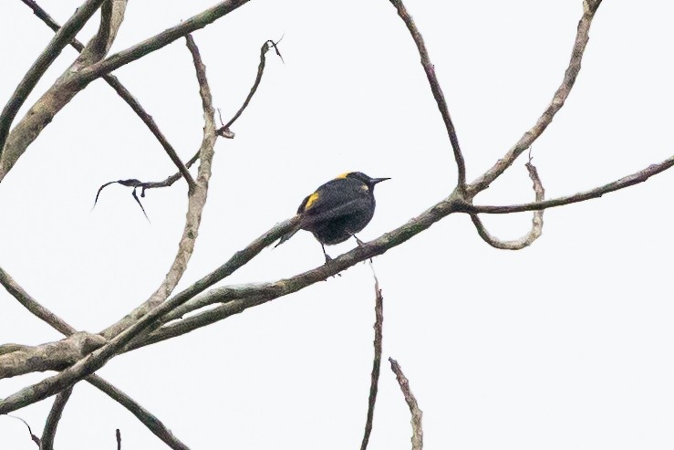 Oriole à épaulettes (chrysocephalus) - ML612619494