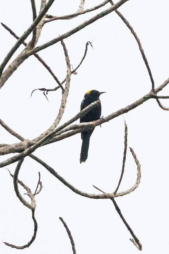 Oriole à épaulettes (chrysocephalus) - ML612619495