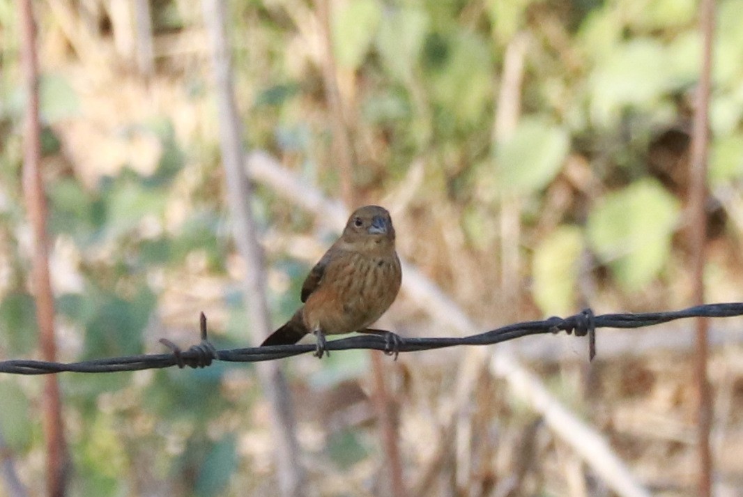 Blue-black Grassquit - Andrew Core