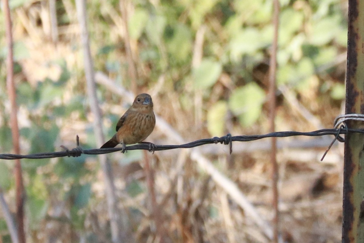 Blue-black Grassquit - ML612619528