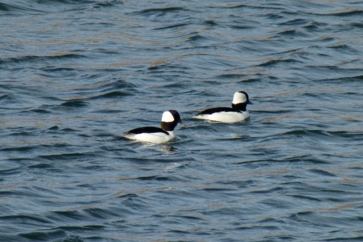Bufflehead - ML612619541