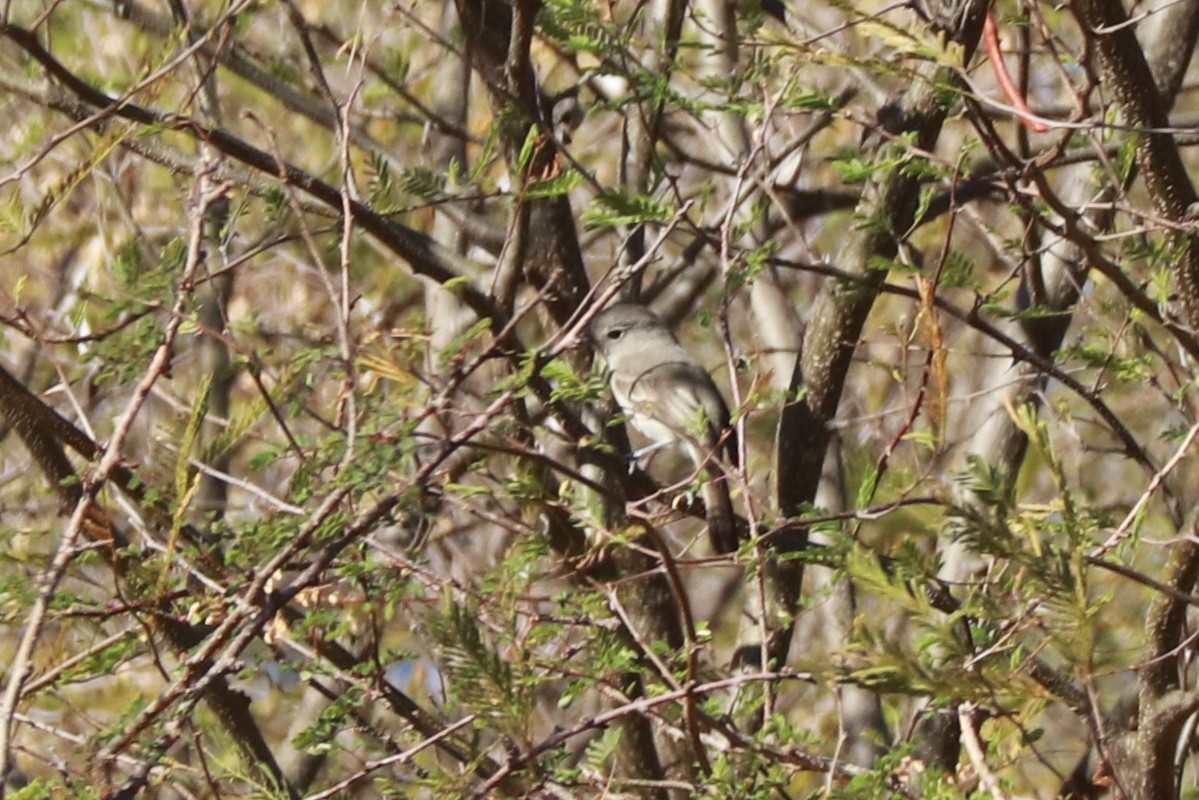 Gray Vireo - ML612619629