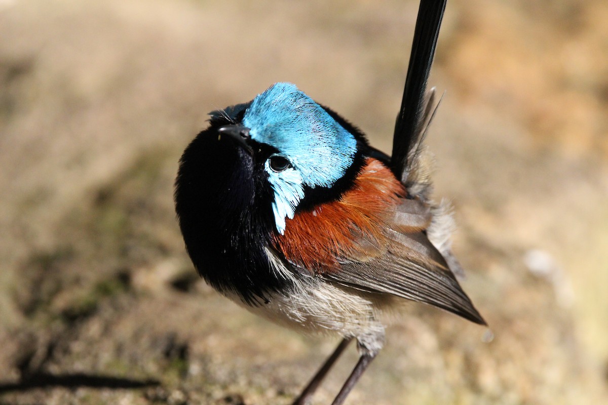 Red-winged Fairywren - ML612619634