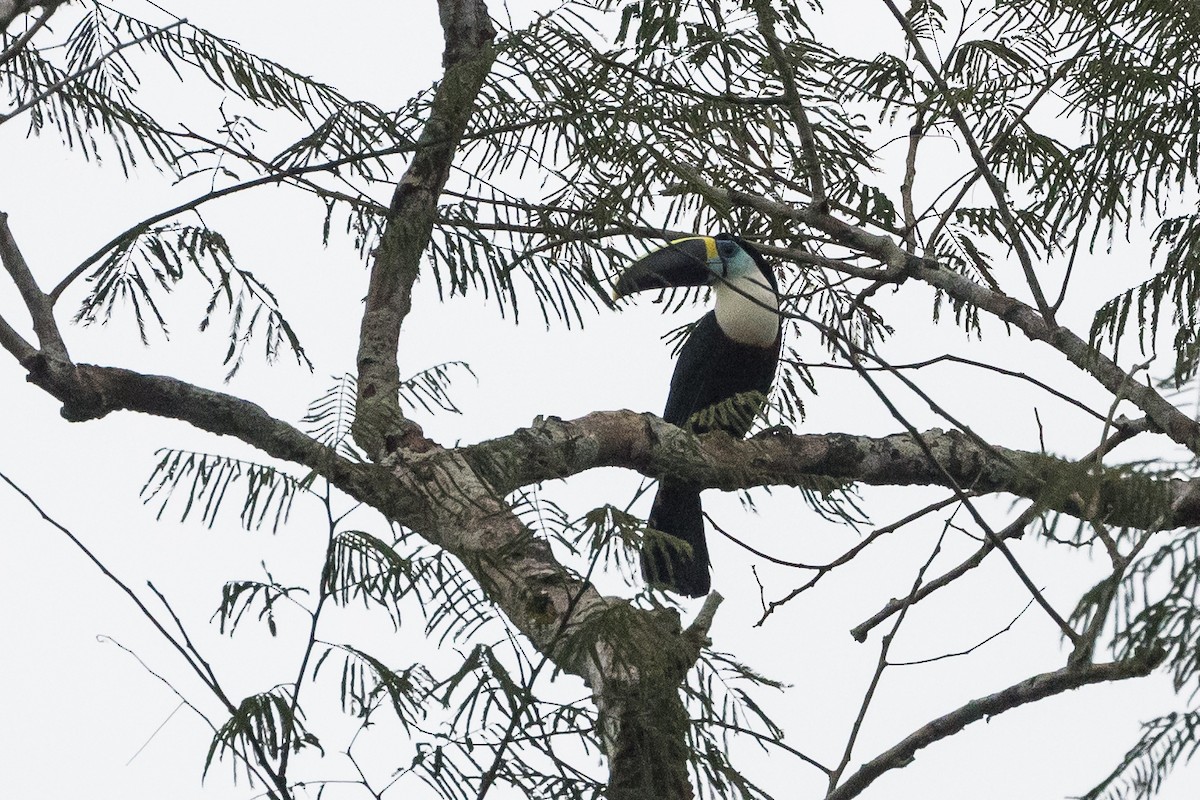 White-throated Toucan (Cuvier's) - ML612619658