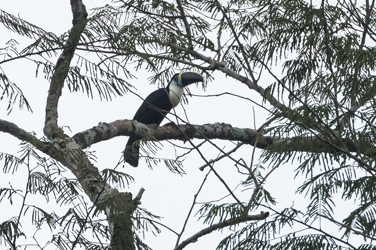 White-throated Toucan (Cuvier's) - ML612619661