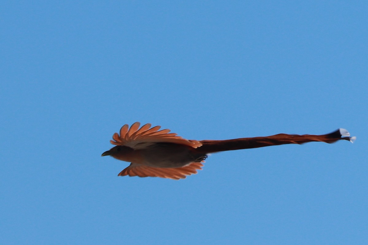 Squirrel Cuckoo (West Mexico) - ML612619679