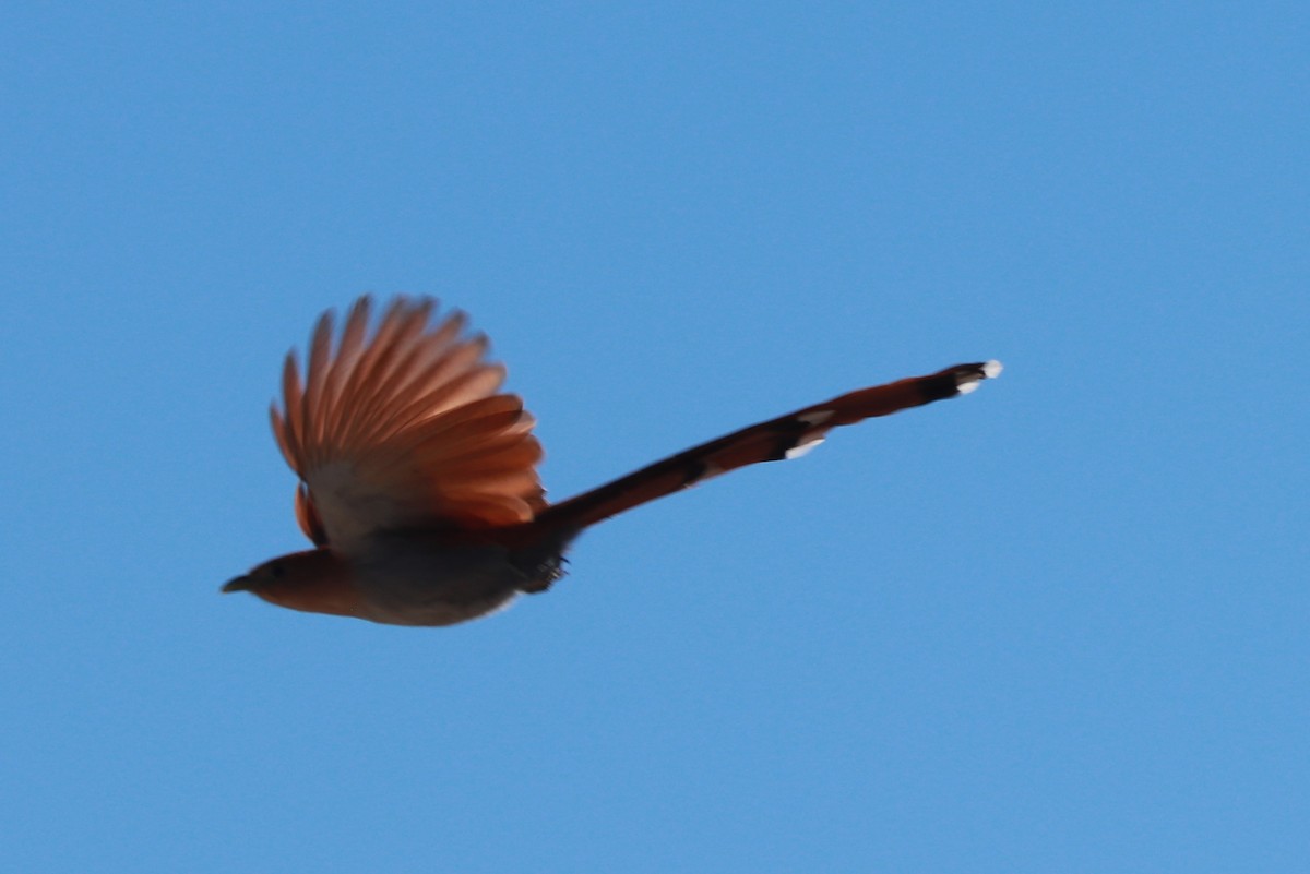 Squirrel Cuckoo (West Mexico) - ML612619680