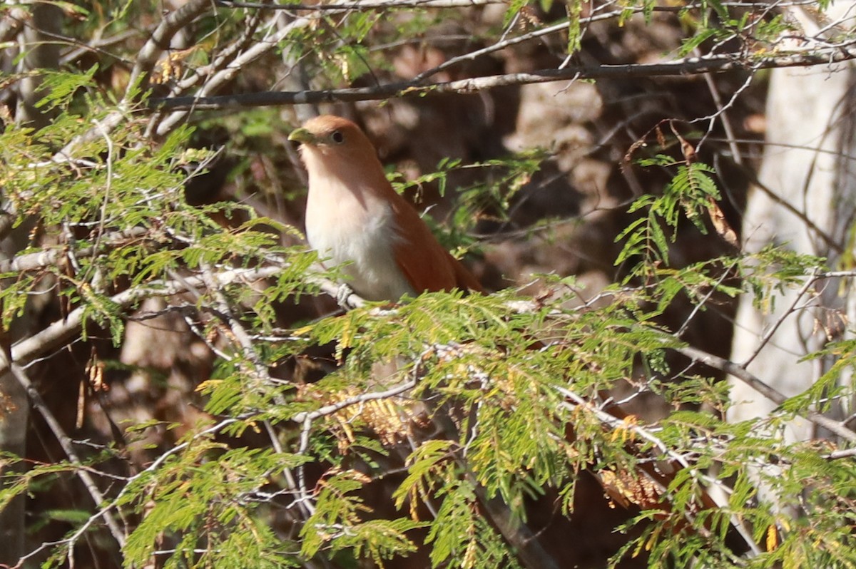 Squirrel Cuckoo (West Mexico) - ML612619681