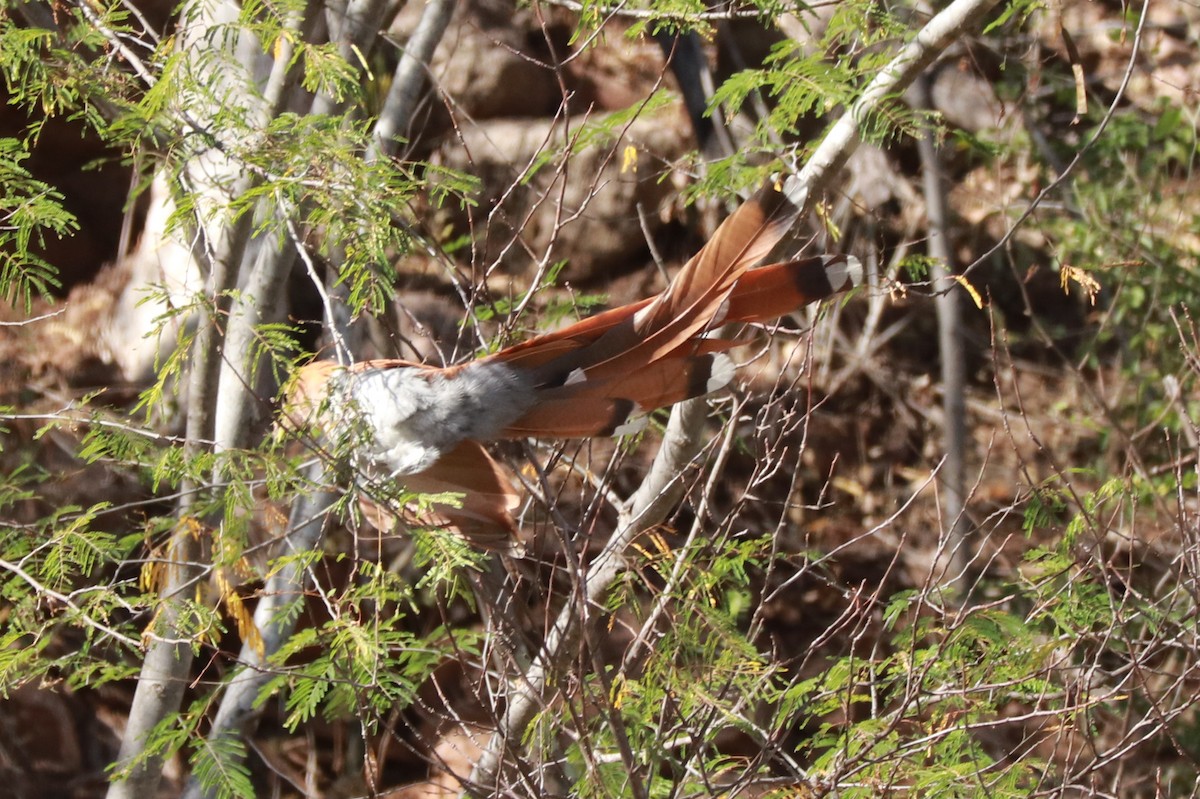 Squirrel Cuckoo (West Mexico) - ML612619685