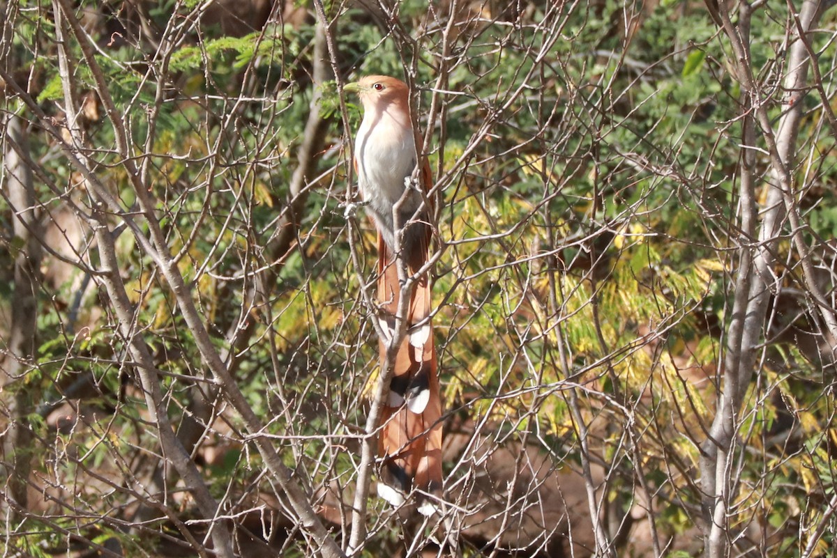 Squirrel Cuckoo (West Mexico) - ML612619688