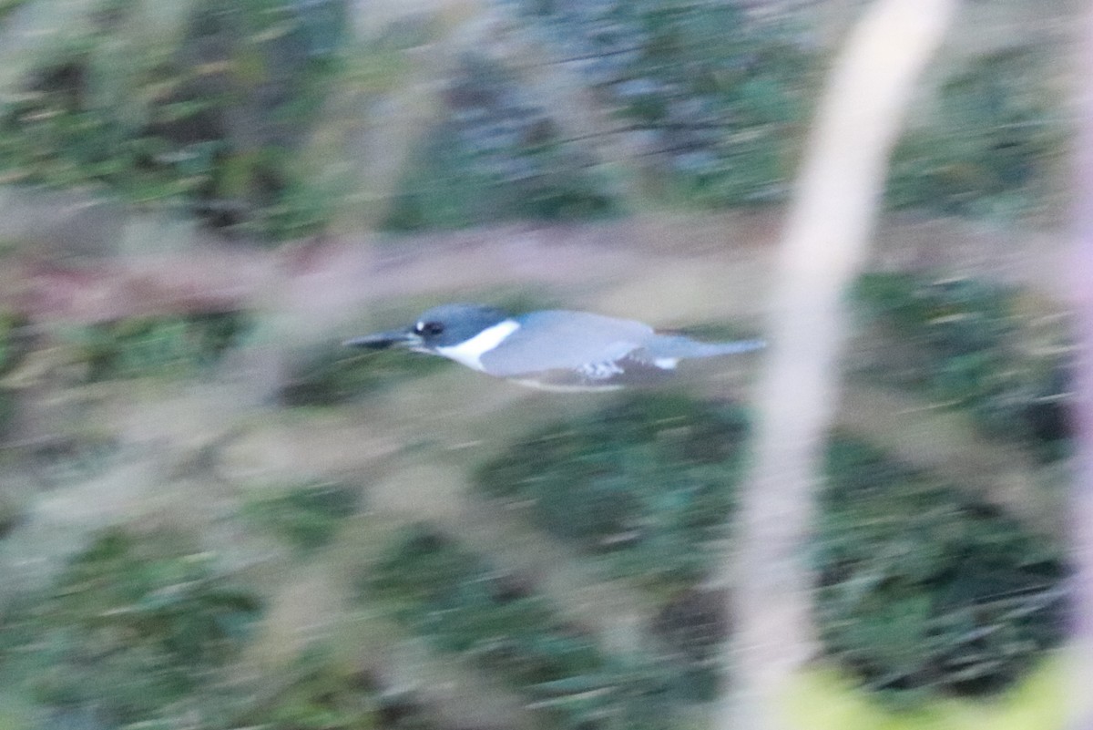 Belted Kingfisher - Andrew Core