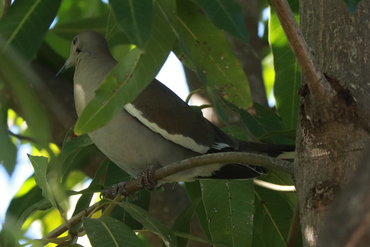 White-winged Dove - ML612619751