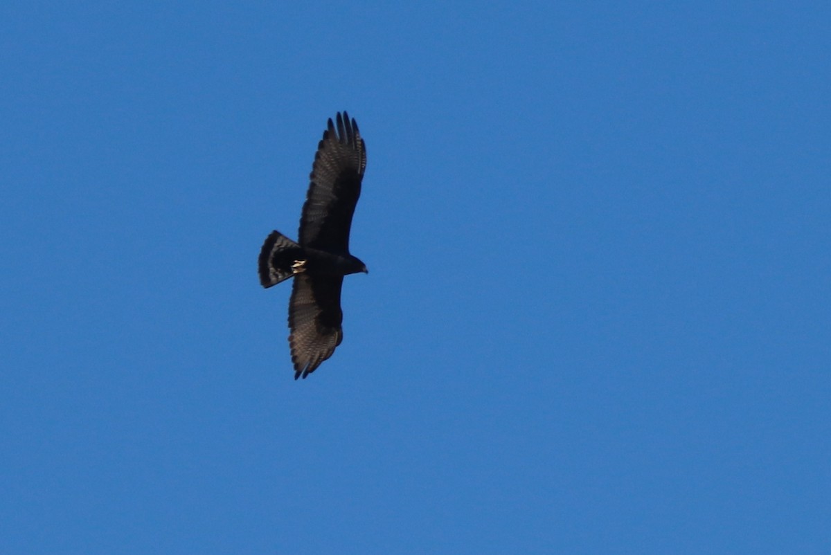 Rußbussard - ML612619755