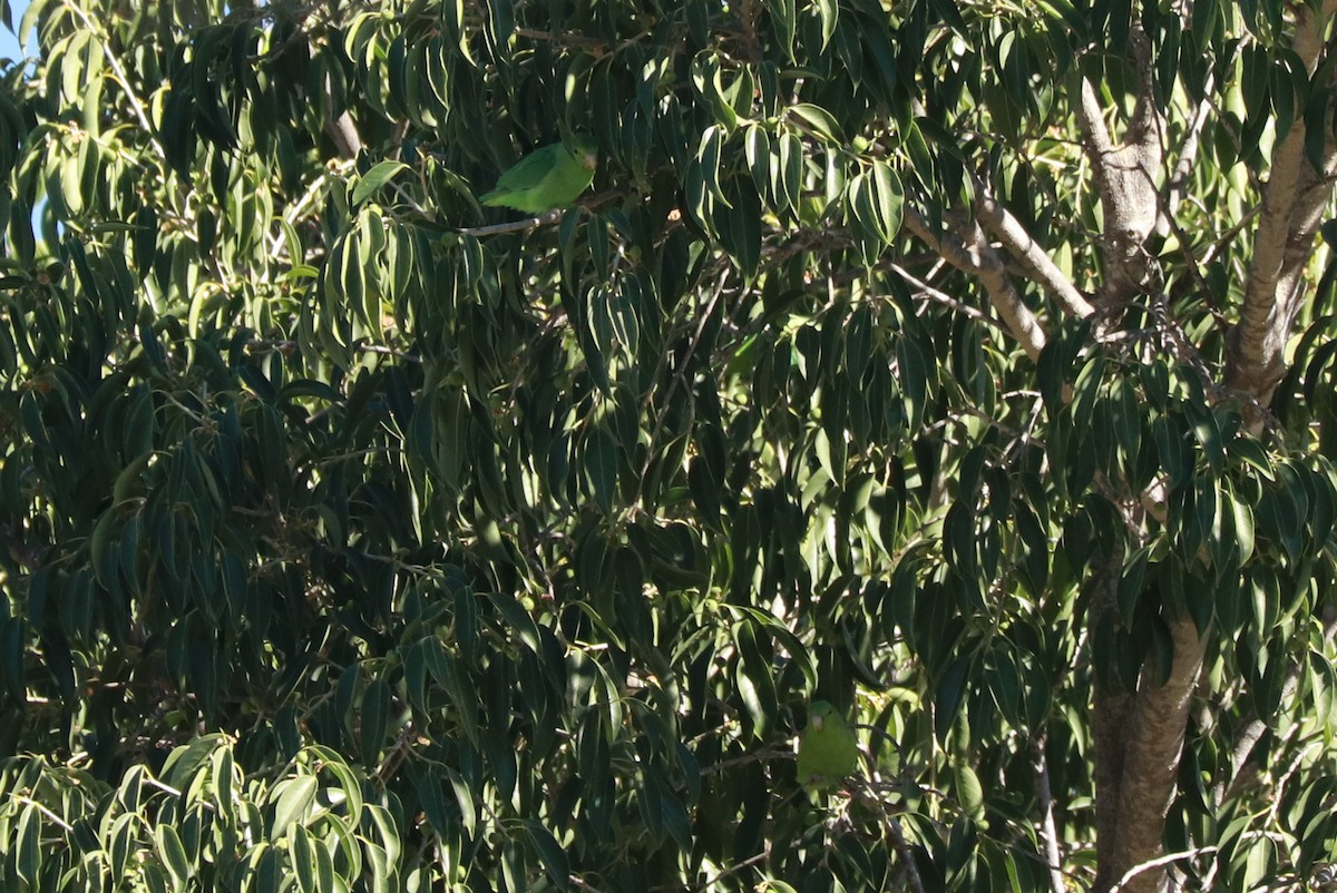 Мексиканский воробьиный попугайчик - ML612619758