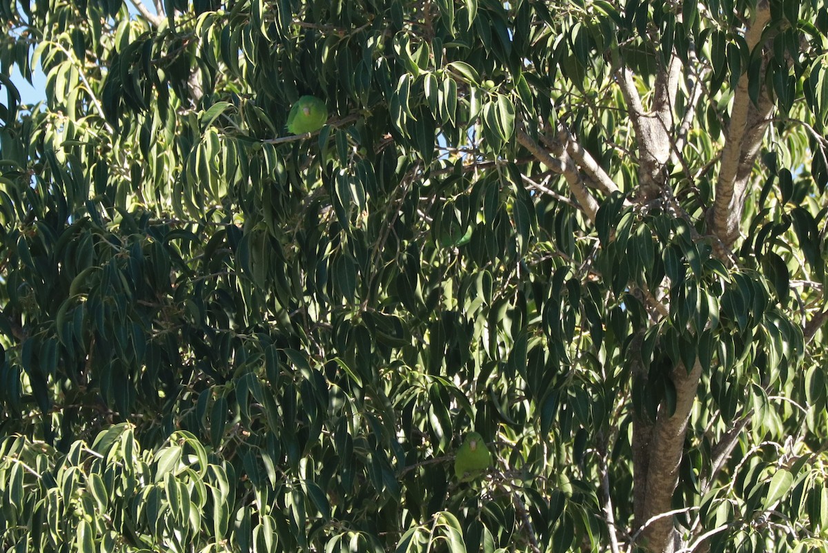 Mexican Parrotlet - ML612619760