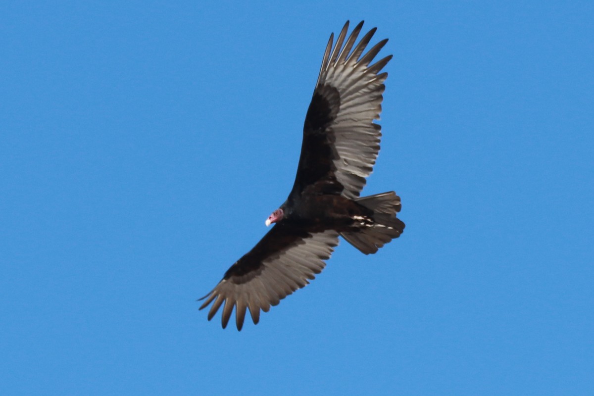 Turkey Vulture - ML612619768