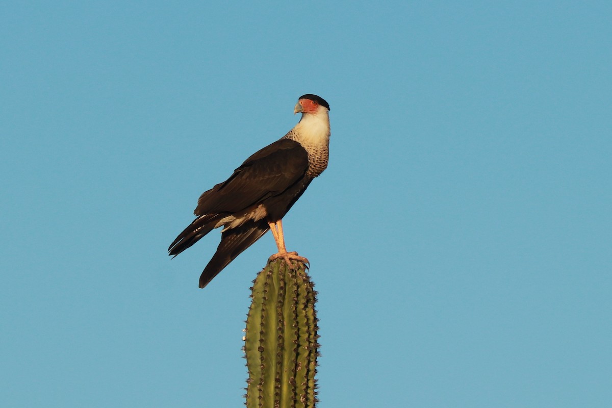 Crested Caracara - Andrew Core