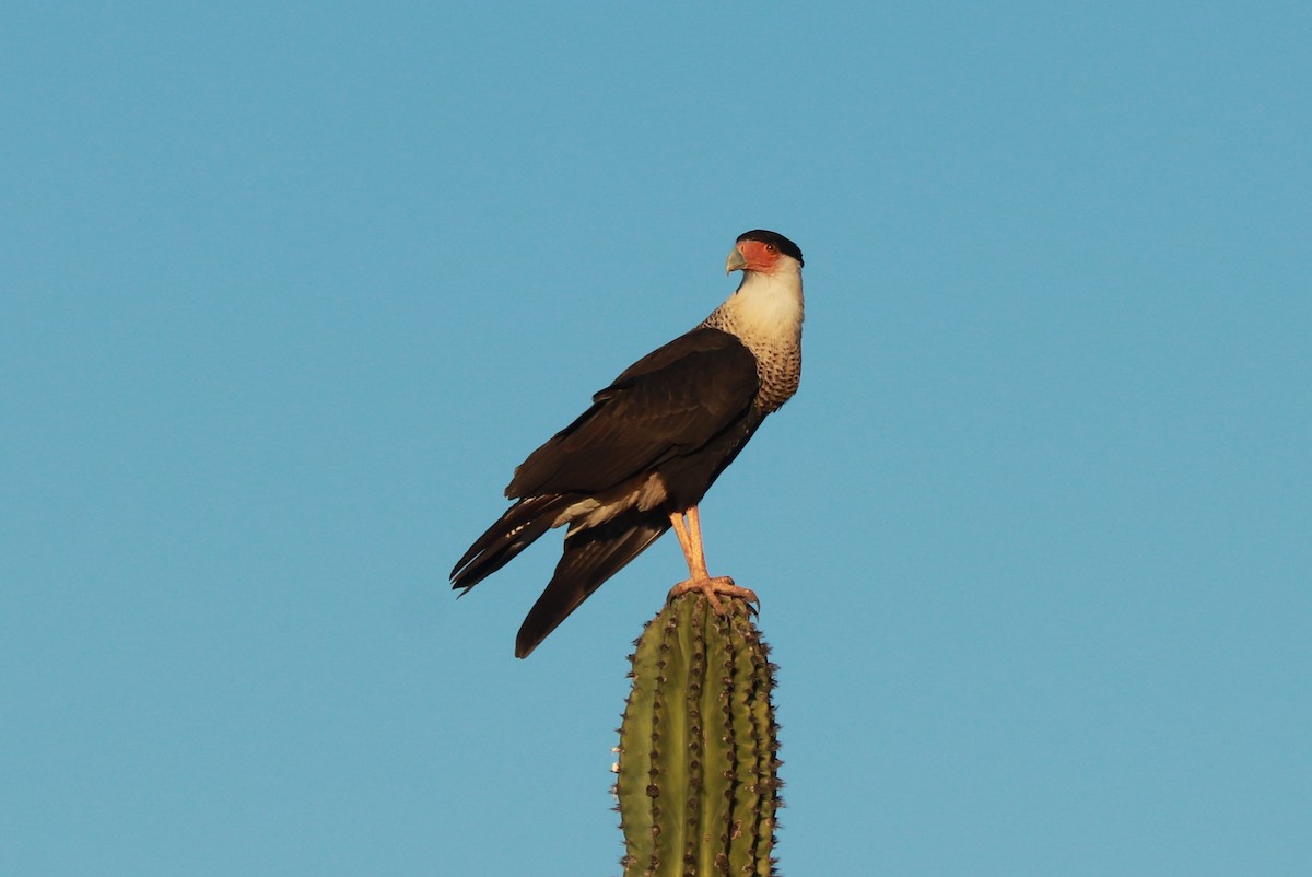 Crested Caracara - Andrew Core