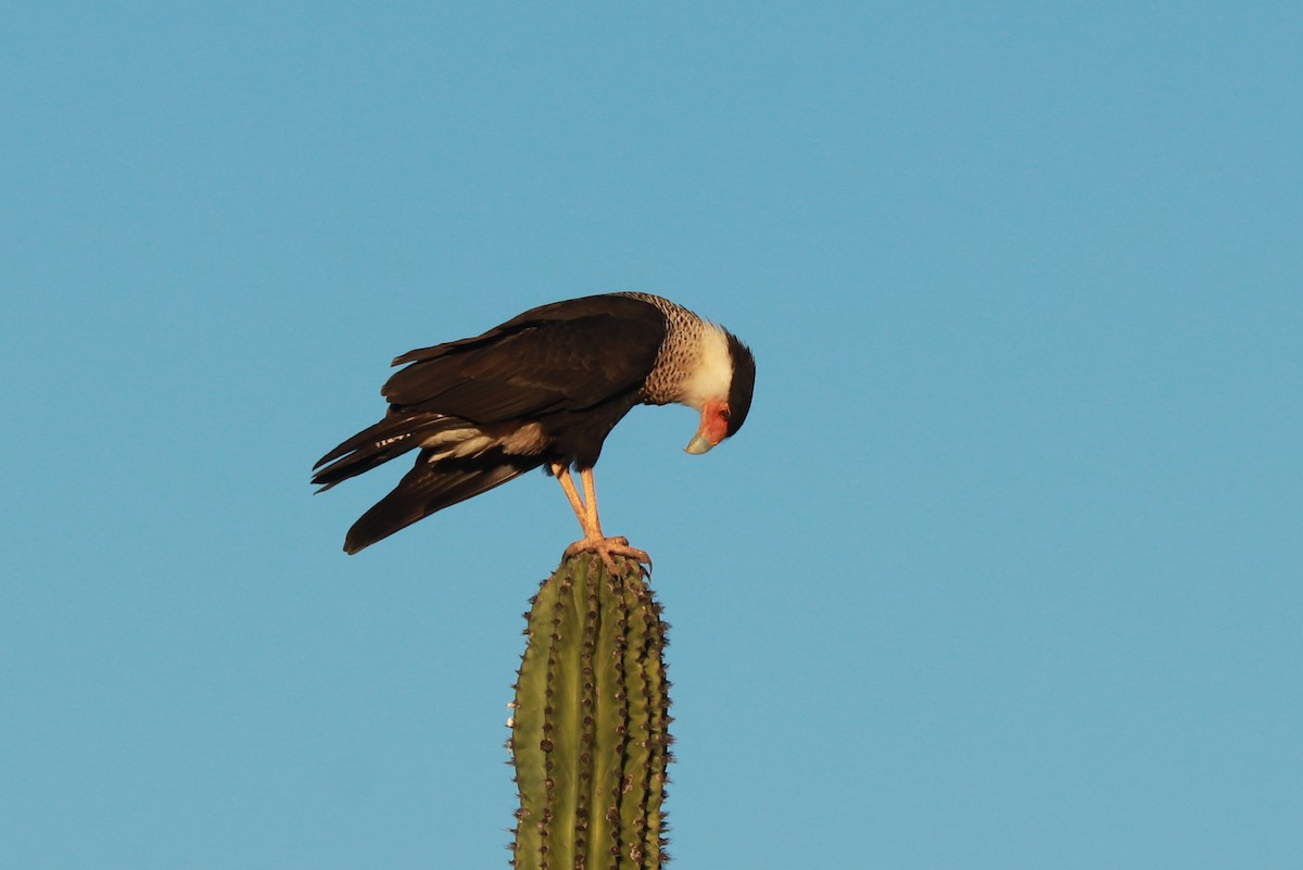 Caracara huppé - ML612619798