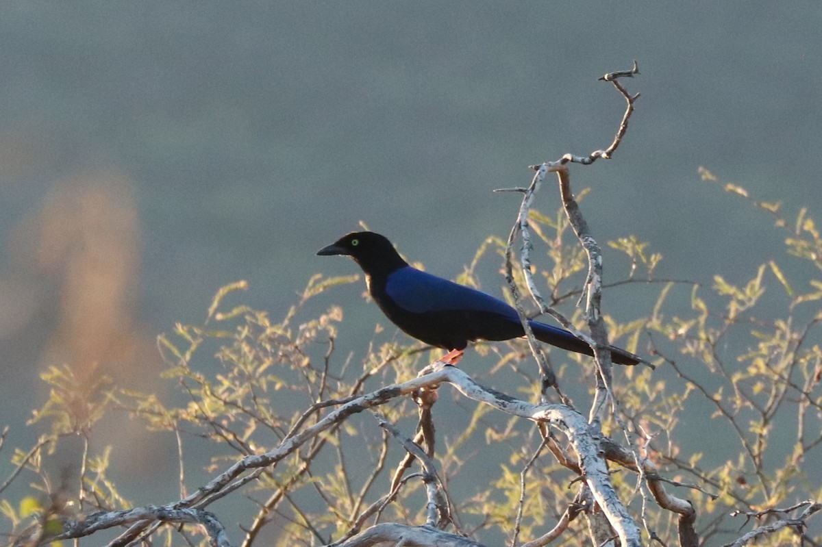 Purplish-backed Jay - ML612619814