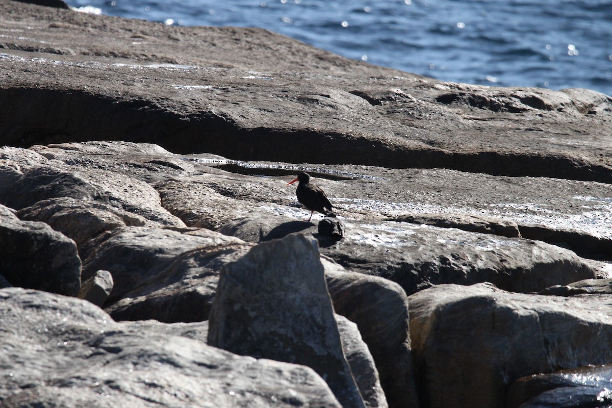 Sooty Oystercatcher - ML612619846