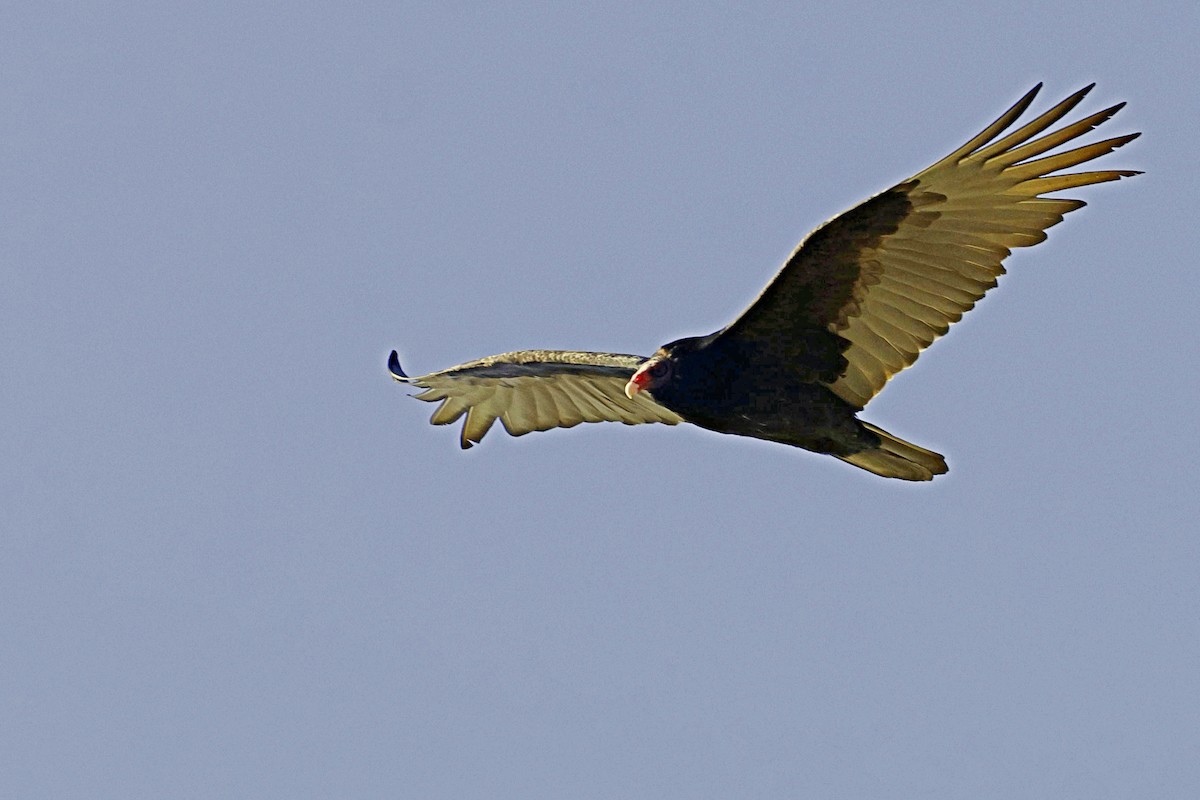 Turkey Vulture - ML612619847