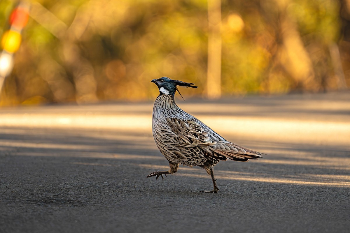 Koklass Pheasant - Akshay Bhandari