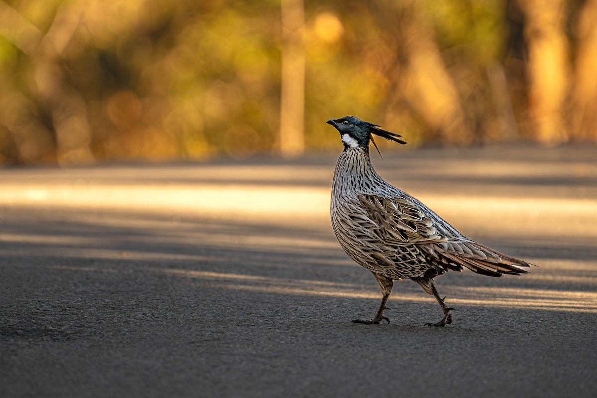 Koklass Pheasant - ML612619855