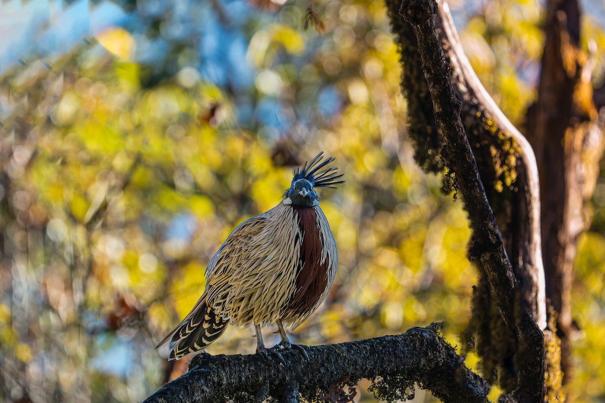 Koklass Pheasant - Akshay Bhandari