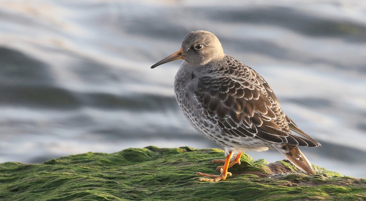 Purple Sandpiper - ML612619875