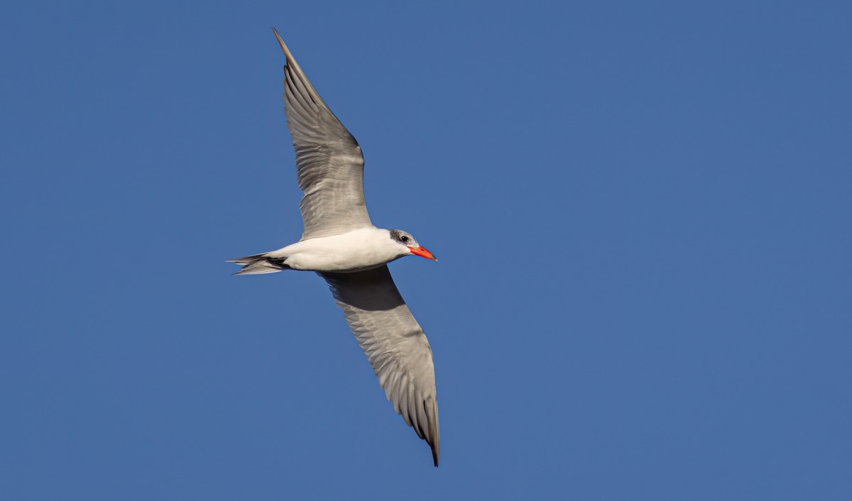 Caspian Tern - Mark Moeller