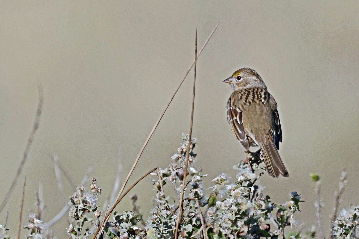 Golden-crowned Sparrow - ML612619949