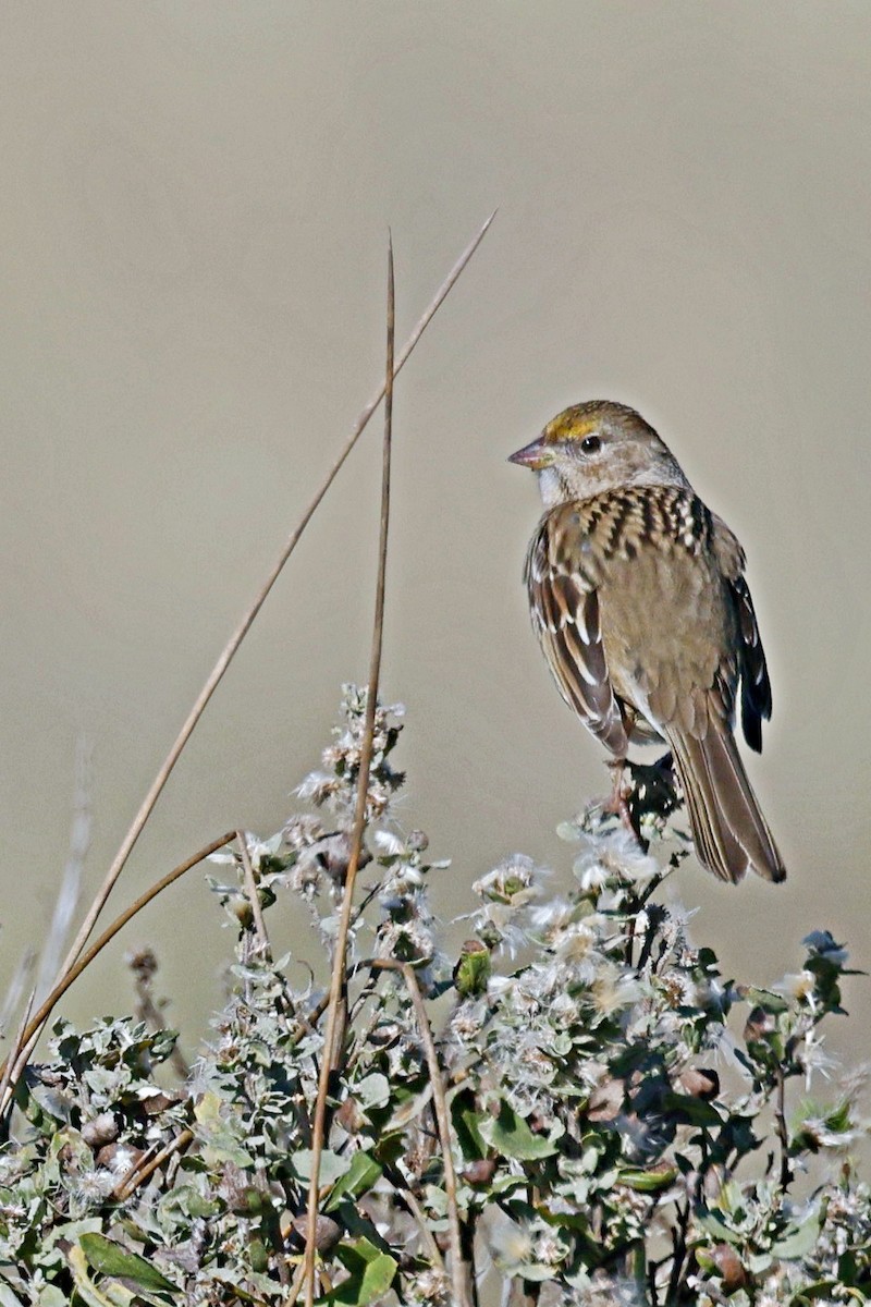 Golden-crowned Sparrow - ML612619970