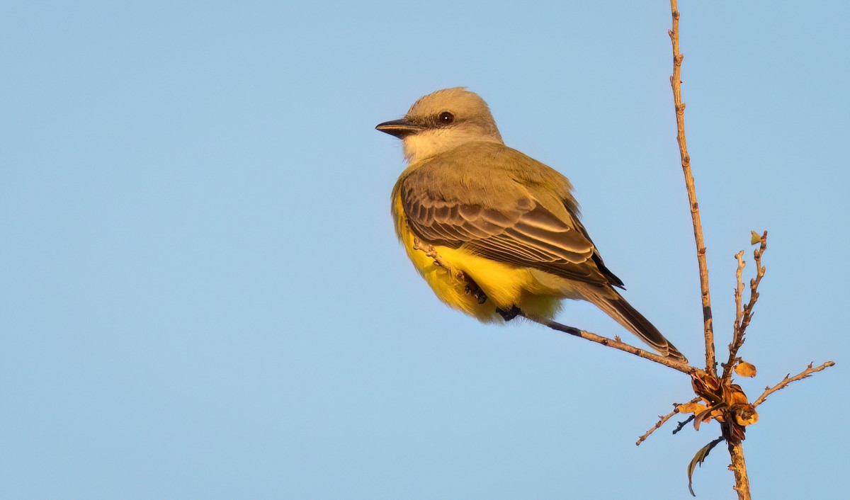 Couch's Kingbird - ML612619987