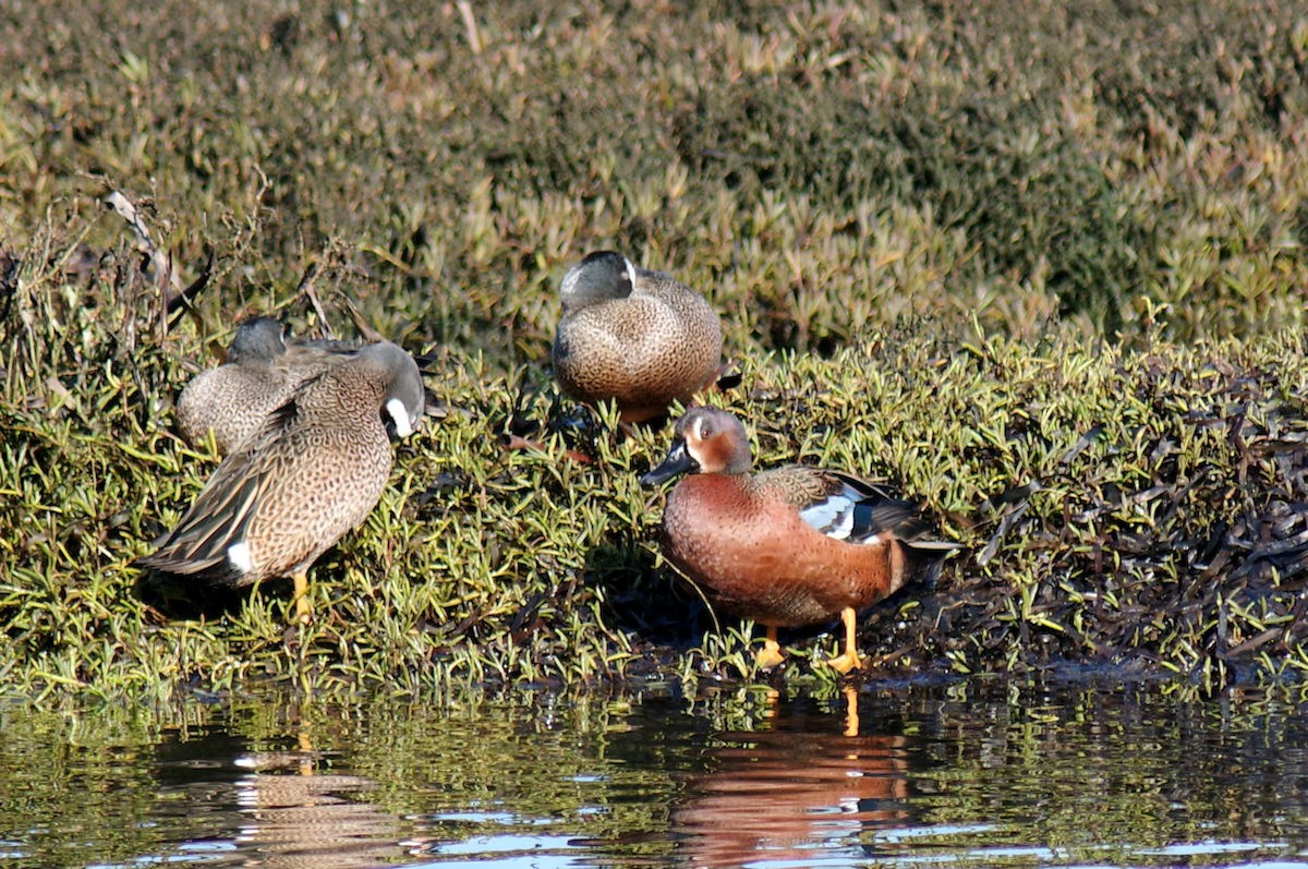 Blue-winged x Cinnamon Teal (hybrid) - ML612620075