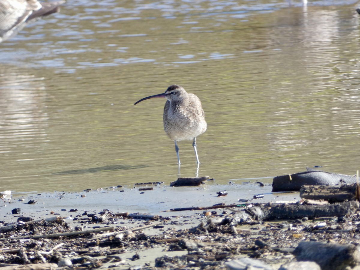 Whimbrel - ML612620112