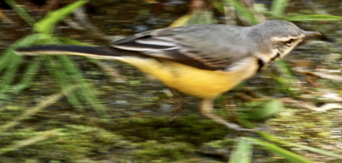 Madagascar Wagtail - ML612620115