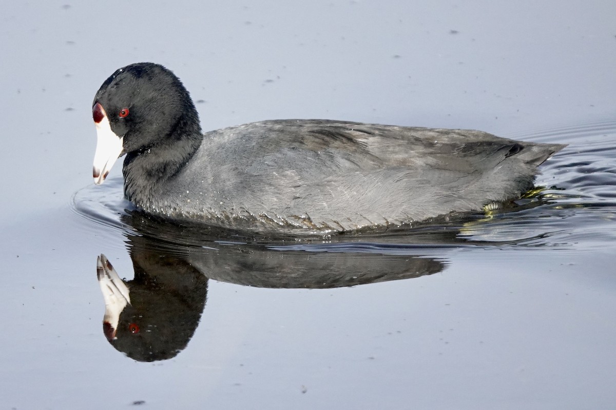 American Coot (Red-shielded) - ML612620282